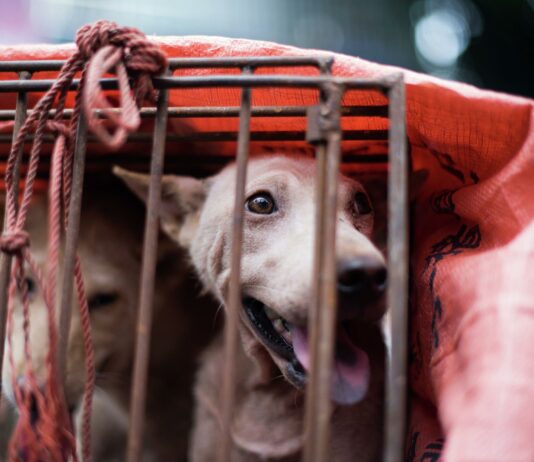 Новий закон про поводження з тваринами – до чого зобов’язали житомирян