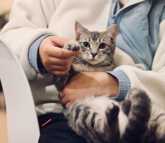 В Житомирі можна буде безкоштовно стерилізувати котів