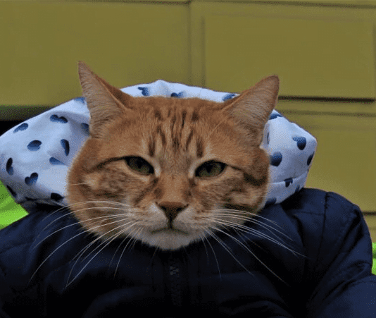 Житомирський кіт, який потрапив у книгу рекордів