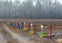 В Житомирской области установили всеукраинский рекорд, во время акции по высадке деревьев