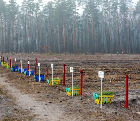 В Житомирской области установили всеукраинский рекорд, во время акции по высадке деревьев