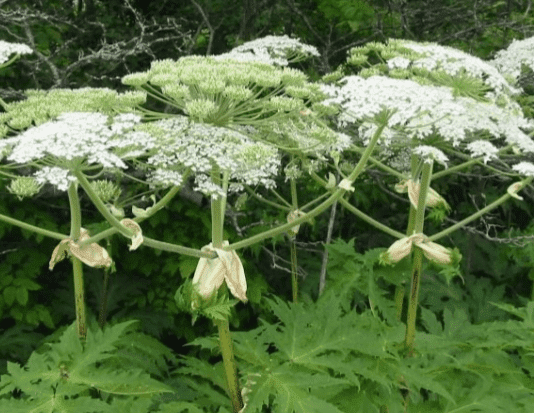 Боротьба з небезпечними видами рослин на території Житомира зелень