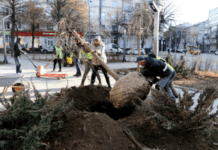 На отреставрированной Театральной высадили молодые деревья
