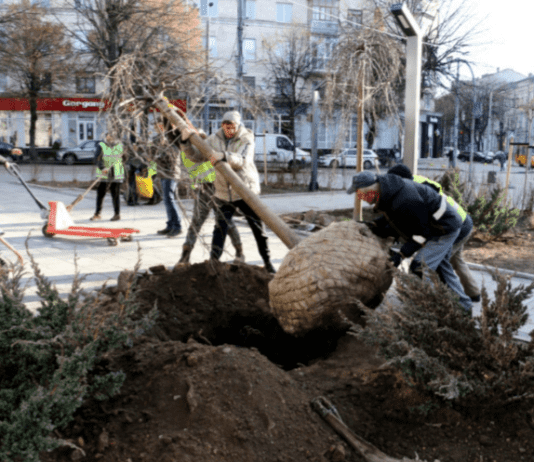 На відреставрованій Театральній висадили молоді дерева