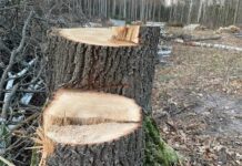 В Емельяновке уничтожают столетние дубы