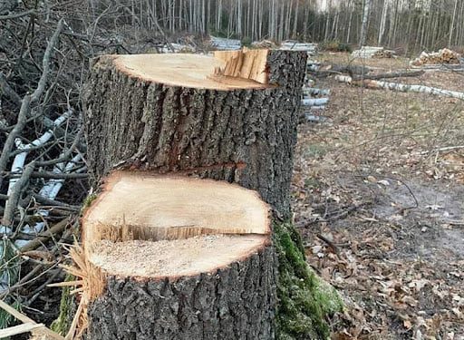 В Омелянівці нищать столітні дуби