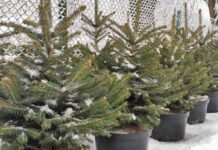Сколько вырастили елок житомирские лесоводы к новогодним праздникам?