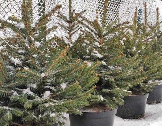 Скільки виростили ялинок житомирські лісівники до новорічних свят?