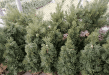 Житомирянам напомнили о штрафах за незаконную вырубку елок