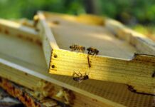 Пока пчелы спят, Житомирщина думает о перспективах пчеловодства