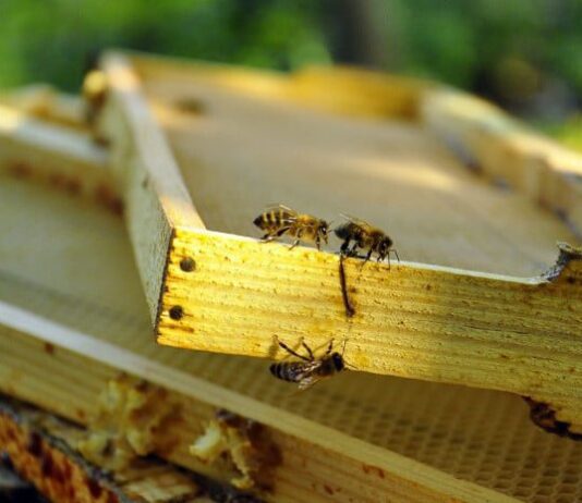 Доки бджоли сплять, Житомирщина думає про перспективи бджільництва