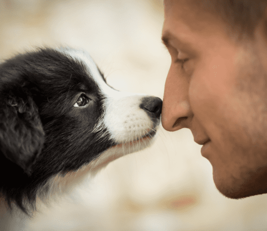 Житомирські пенсіонери безкоштовно стерилізуватимуть тварин