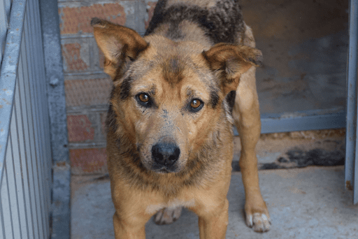 Бездомные собаки — одна из актуальных проблем Бердичева