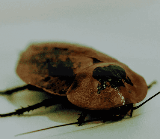 Поліський університет проводить екскурсії до екоцентру для школярів