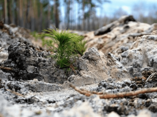 На Житомирщині висадять більш як 30 мільйонів саджанців