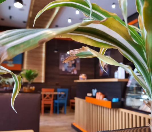 «У мою налийте», або чи можна у житомирських кав’ярнях пити зі своїх чашок?