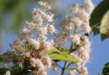 Звідки у Житомирі каштани і чому вони на межі зникнення