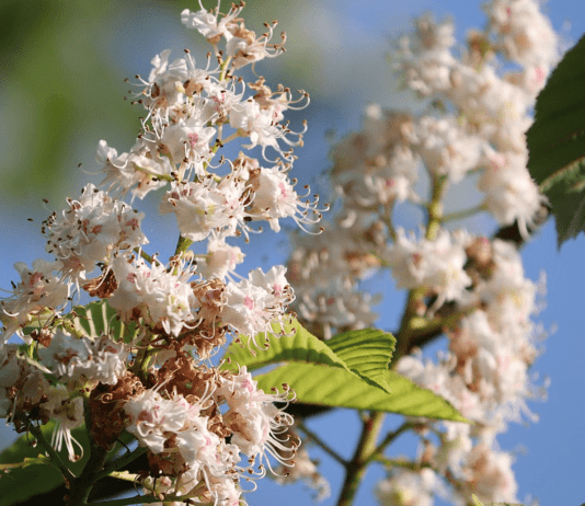 Звідки у Житомирі каштани і чому вони на межі зникнення