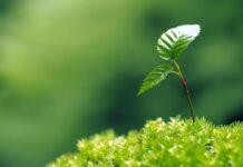 Екологія в Житомирі та області. Що ми робимо для збереження довкілля?