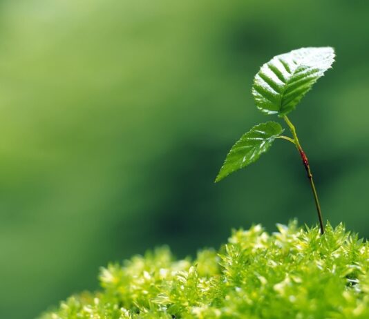 Екологія в Житомирі та області. Що ми робимо для збереження довкілля?