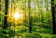 Озеленение города. Что происходит в регионе?