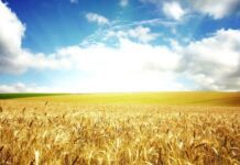 Рекорди врожаю на Житомирщині