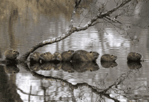 Бобер на Житомирщині: річка, пожежі та всеукраїнський рекорд