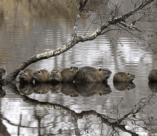 Бобер на Житомирщині: річка, пожежі та всеукраїнський рекорд