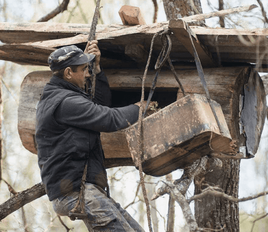 Бортництво на Житомирщині