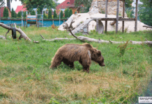 Історія центру порятунку ведмедів на Житомирщині