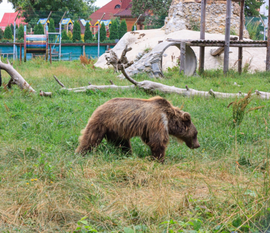 Історія центру порятунку ведмедів на Житомирщині