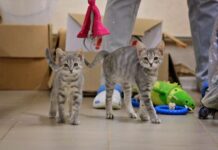 Житомир – дружнє місто до чотирилапих