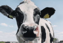 По последнему слову техники. В Житомирской области открыли первую семейную молочную ферму