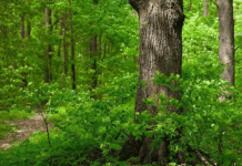 Леса Житомирщины. Хозяйство, заботящееся о Полесье