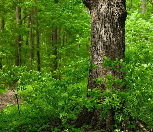 Ліси Житомирщини. Господарство, що піклується про Полісся