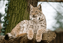 Рысь, дикий кабан и бобры “в гостях” у житомирян