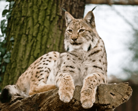 Рись, дикий кабан та бобри “на гостині” у житомирян