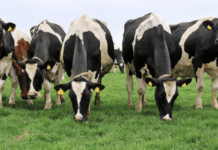 Первые семейные молочные фермы в городе Житомир