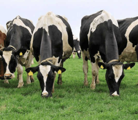 Перші сімейні молочні ферми у місті Житомир