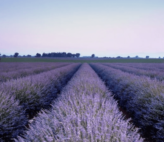 Найцікавіші ферми Житомирщини
