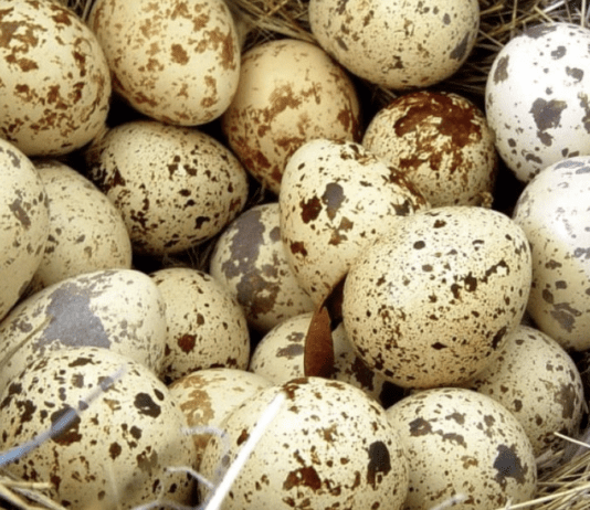 История птицефабрики Житомирской области