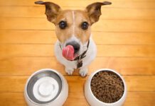 Здоров’я собаки зсередини: Роль вітамінів у раціоні