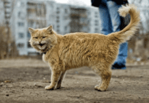 Захист тварин у Житомирі: одні годують, а інші…