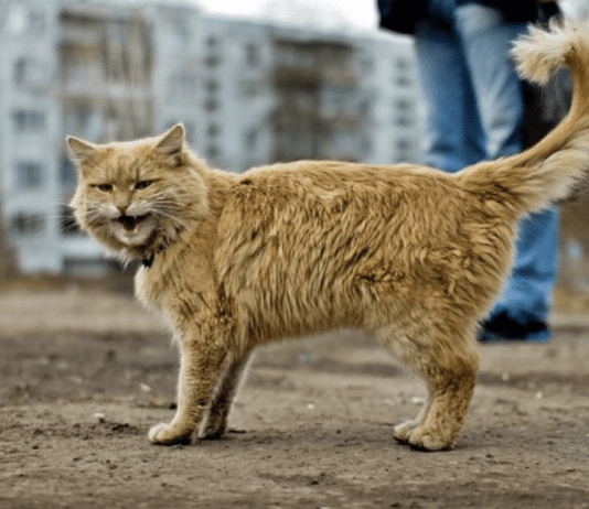 Захист тварин у Житомирі: одні годують, а інші…