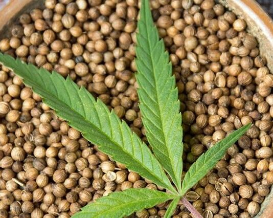 Вибір оригінальних сортів конопель. Як уникнути підробок?