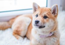 Кращі грумінг-салони у Житомирі