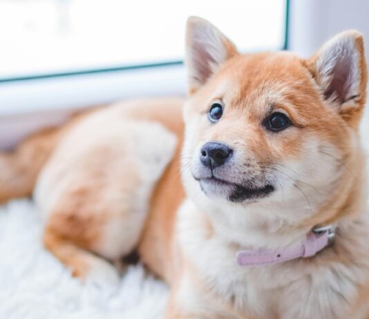 Кращі грумінг-салони у Житомирі