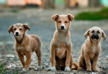 Топ притулків для тварин у Житомирі