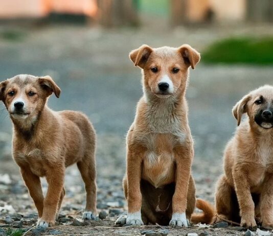 Топ притулків для тварин у Житомирі