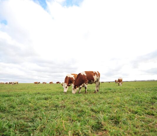 Найвідоміші екологічні ферми Житомирщини